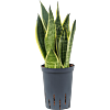 Sansevieria trifasciata 'Canary'