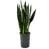 Sansevieria trifasciata 'Black Coral'