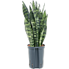 Sansevieria trifasciata 'Black Coral'