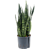 Sansevieria trifasciata 'Black Coral'