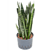 Sansevieria trifasciata 'Black Coral'
