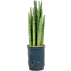 Sansevieria cylindrica tower