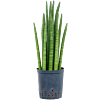 Sansevieria cylindrica tower