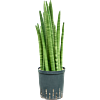 Sansevieria cylindrica tower