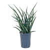 Sansevieria kirkii 'Fernwood'