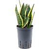 Sansevieria trifasciata 'Futura Superba'