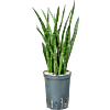 Sansevieria kirkii