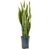 Sansevieria trifasciata 'Laurentii'