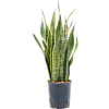 Sansevieria trifasciata 'Laurentii'