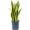 Sansevieria trifasciata 'Laurentii'