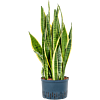 Sansevieria trifasciata 'Laurentii'