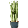 Sansevieria trifasciata 'Silver Mist'