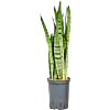 Sansevieria trifasciata 'Silver Mist'