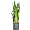 Sansevieria trifasciata 'Silver Mist'