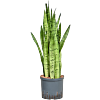 Sansevieria trifasciata 'Silver Mist'