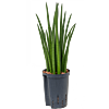 Sansevieria cylindrica 'Spikes'