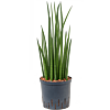 Sansevieria cylindrica 'Spikes'