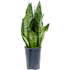 Sansevieria zeylanica 'Compacta'