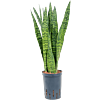 Sansevieria zeylanica