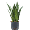 Sansevieria zeylanica