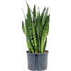 Sansevieria zeylanica