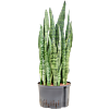 Sansevieria zeylanica