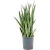 Sansevieria zeylanica 'Narrow'
