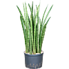 Sansevieria zeylanica 'Narrow'
