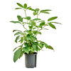 Schefflera Actinophylla