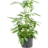 Schefflera Actinophylla