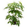 Schefflera actinophylla 'Amate'