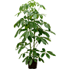 Schefflera actinophylla 'Amate'