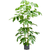 Schefflera actinophylla 'Amate'