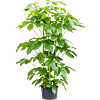 Schefflera actinophylla 'Amate'