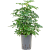Schefflera arboricola 'Compacta'