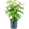 Schefflera arboricola 'Compacta'