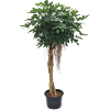 Schefflera arboricola 'Compacta'