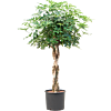 Schefflera arboricola 'Compacta'