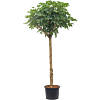 Schefflera arboricola 'Compacta'