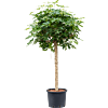 Schefflera arboricola 'Compacta'