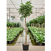 Schefflera arboricola 'Compacta'