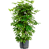Schefflera arboricola 'Compacta'
