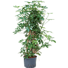 Schefflera arboricola 'Compacta'