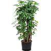 Schefflera arboricola 'Compacta'