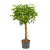 Schefflera arboricola 'Compacta'