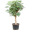 Schefflera arboricola 'Compacta'