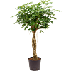 Schefflera arboricola 'Compacta'