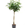 Schefflera arboricola 'Compacta'