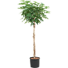 Schefflera arboricola 'Compacta'