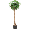 Schefflera arboricola 'Compacta'